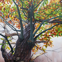 Nicky Symes - Borthwood Chestnut